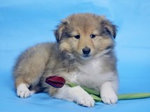 puppies