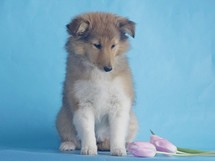 puppies