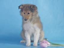 puppies