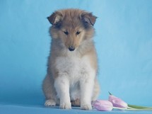puppies