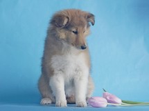 puppies