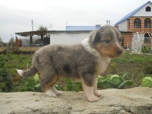 puppies