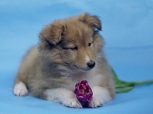 puppies