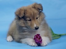 puppies