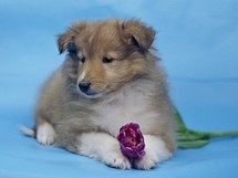 puppies