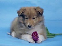 puppies