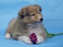 puppies