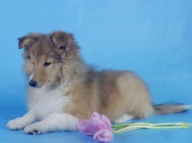 puppies