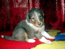 puppies