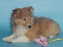 puppies