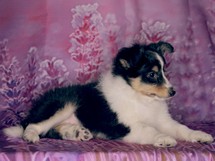 puppies