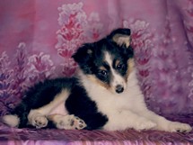 puppies