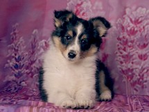 puppies