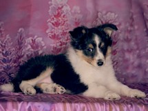 puppies