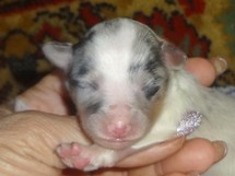 puppies