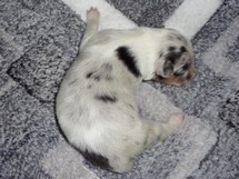 puppies