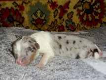 puppies