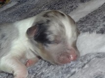 puppies