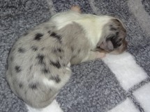 puppies