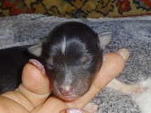 puppies