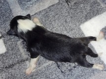 puppies