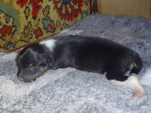 puppies