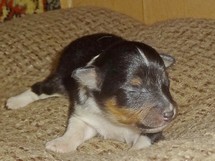 puppies