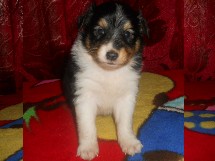 puppies