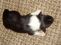 puppies