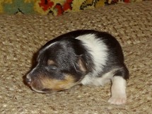 puppies