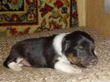 puppies