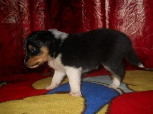 puppies