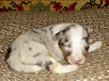 puppies