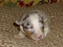 puppies