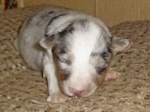puppies