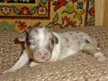 puppies