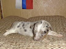 puppies