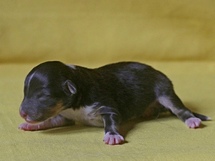 puppies
