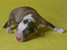 puppies