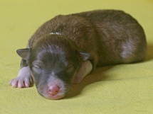 puppies