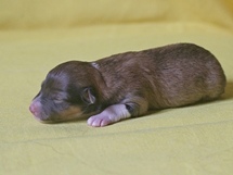 puppies