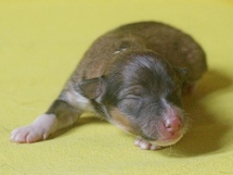 puppies