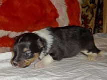 puppies