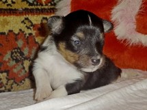 puppies