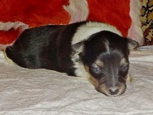 puppies