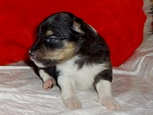puppies