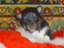 puppies