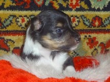 puppies