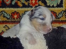 puppies