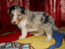 puppies